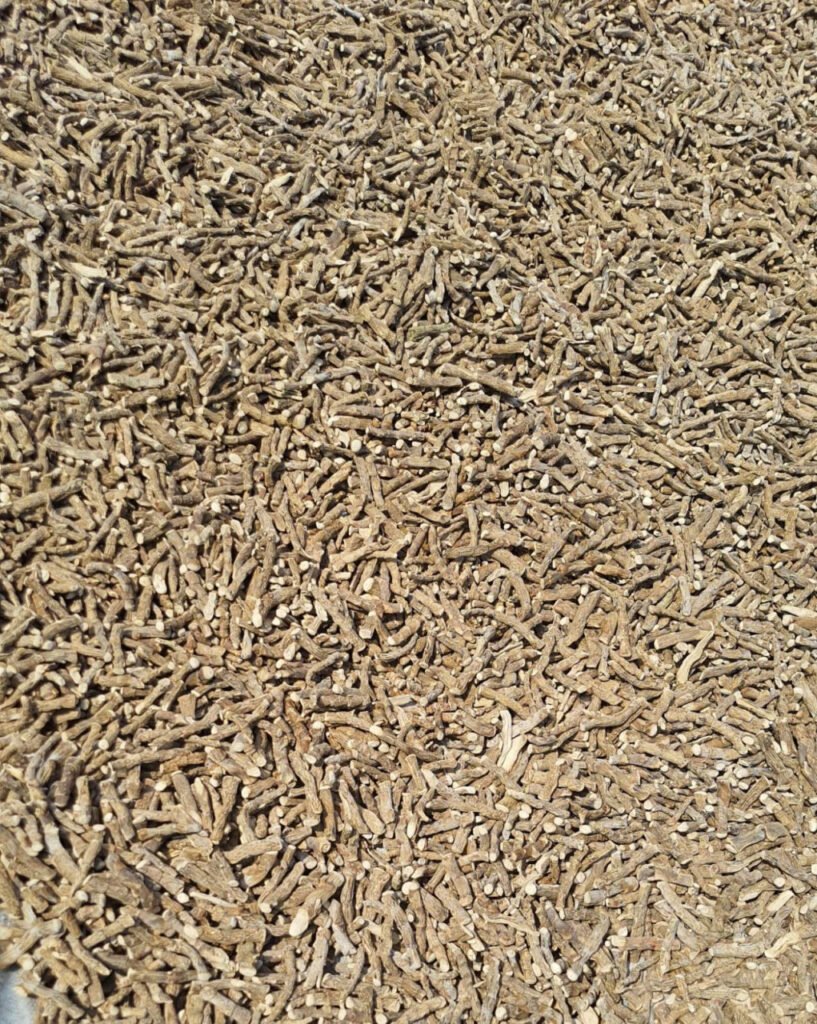 छत्तीसगढ़ में हुई बच की खेती की शुरूआत, एक एकड़ में 1 लाख से भी अधिक आय 3 1695394099 c9b67591183a564425db