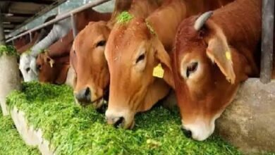 images 2023 09 01T065949.146