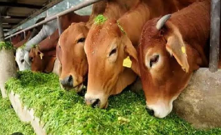 फुण्डहर गौठान में पशुओं की नीलामी स्थगित<br> 1 images 2023 09 01T065949.146