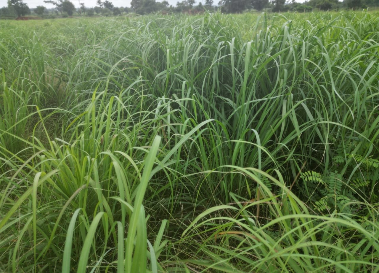 लेमनग्रास अब छत्तीसगढ़ में : 800 एकड़ से अधिक रकबा में लेमनग्रास की हो रही खेती<br> 1 1696659101 78a0a8300b68d2924327