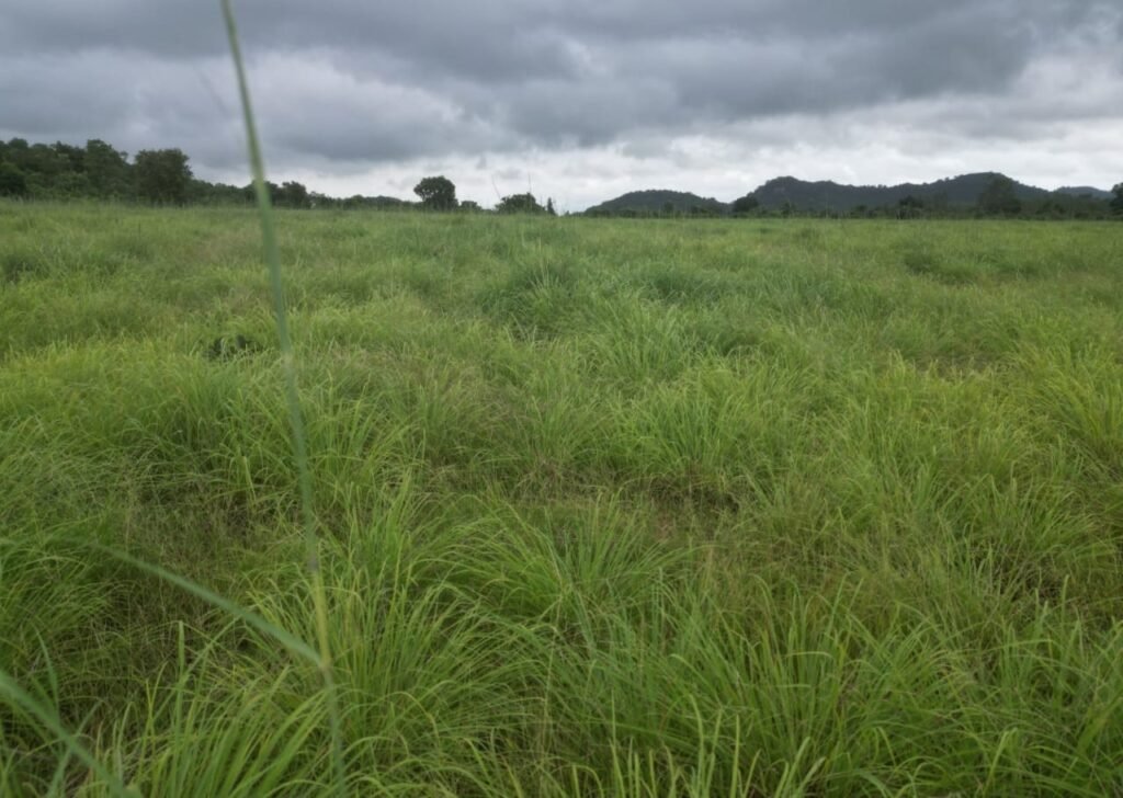 लेमनग्रास अब छत्तीसगढ़ में : 800 एकड़ से अधिक रकबा में लेमनग्रास की हो रही खेती<br> 2 1696659127 104821eba23b6b74cf9a