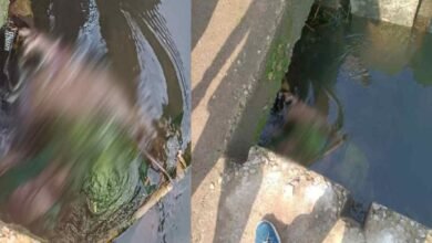 image editor output image487154208 1698664317794