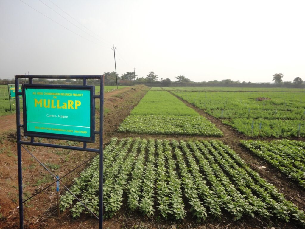 मुल्लार्प परियोजना:इंदिरा गांधी कृषि विश्वाविद्यालय को मिला देश का सर्वश्रेष्ठ केन्द्र का पुरस्कार<br> 1 IMG 20231130 WA0017 1024x768 1