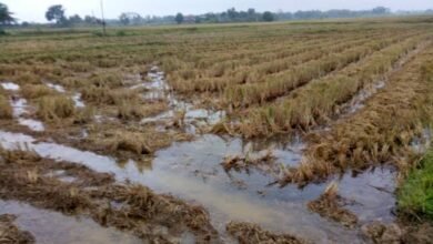 images 2023 12 06T124523.581