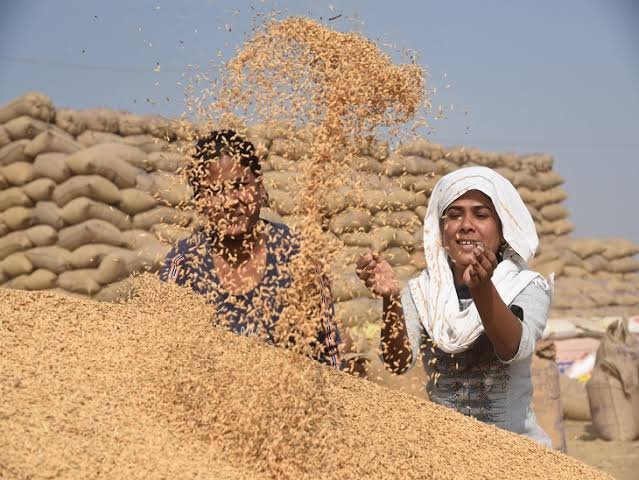 प्रदेश में अब तक 35.58 लाख मीट्रिक टन धान खरीदी 1 images 2023 12 15T192356.522