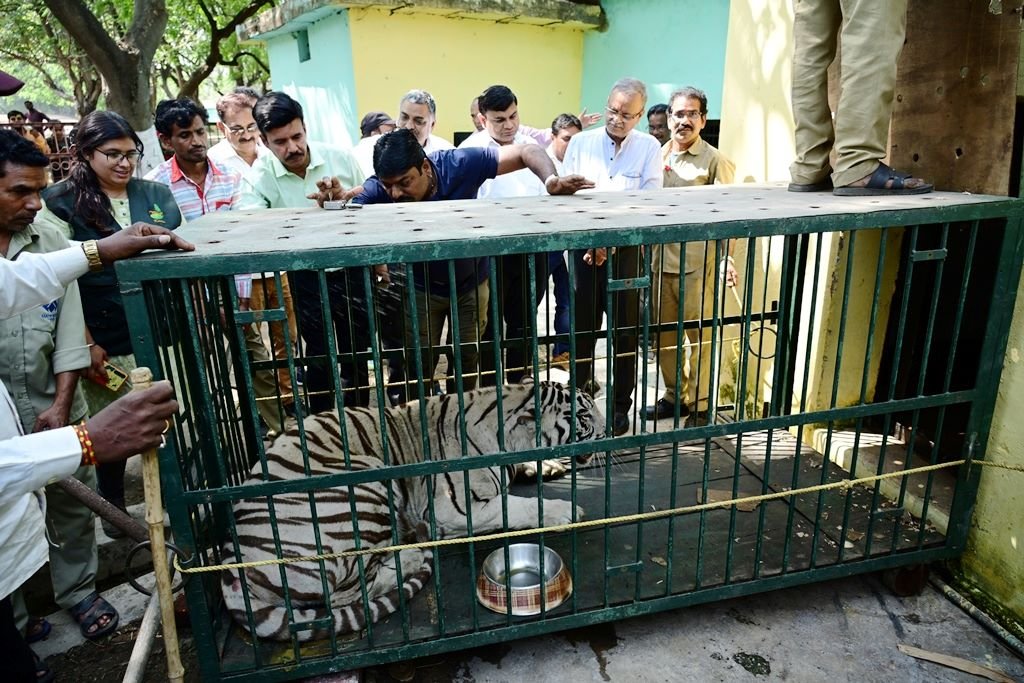 Exchange of white tigers for breeding healthy babies