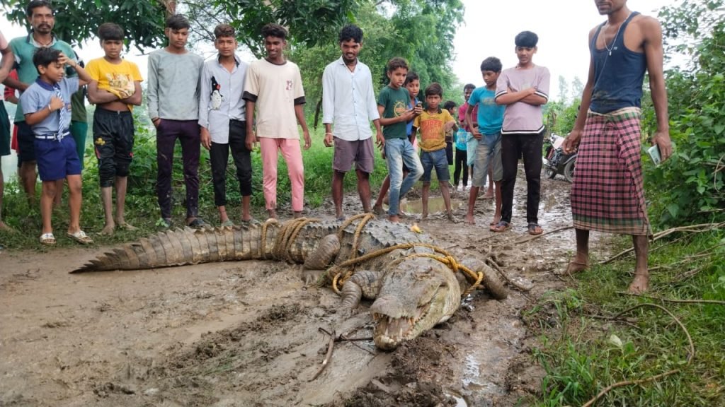 Bilaspur ब्रेकिंग : किसान के खेत में पहुंचा मगरमच्छ, मचा हड़कंप 1 9ba7277d 5fb9 47ae 9938 7a9875ae588b 1024x576 1