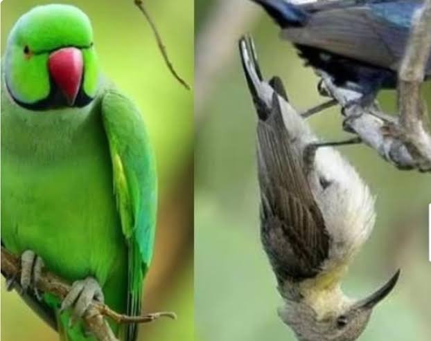 तोता और दूसरे पक्षी घरों में पाल सकेंगे, निर्देश स्थगित 1 images 10 19