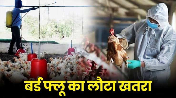 रायगढ़ में बर्ड फ्लू का अलर्ट, पोल्ट्री फार्म में 5,000 मुर्गियां और 17,000 अंडे नष्ट 1 images 10 22