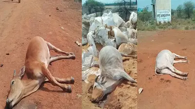6 cows death 1744530335