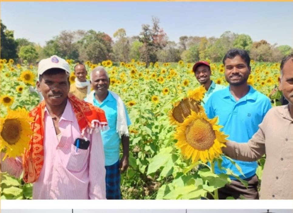 छत्तीसगढ़ में सूरजमुखी की खेती ने रचा नया इतिहास: केंद्र सरकार ने की खुलकर तारीफ, किसानों की मेहनत से खेती में आया स्वर्णिम युग 1 IMG 20250428 WA0004 1