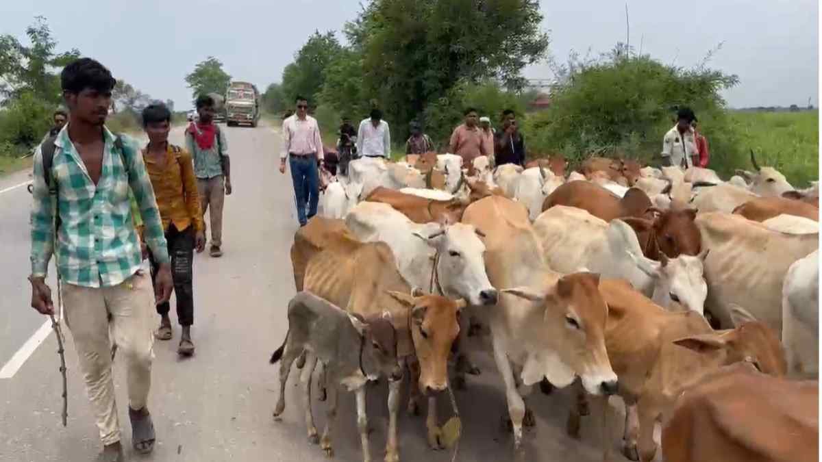 कवर्धा में गौतस्करी पर सबसे बड़ी कार्रवाई: हाईवे से 70 से ज्यादा गौवंश बरामद, 11 तस्कर दबोचे गए, प्रशासन की गैरमौजूदगी पर भड़के ग्रामीण 1 image 3 12