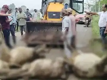 तेज रफ्तार वाहन ने 18 गायों को कुचला : 6 घायल — 13 दिन में दूसरा बड़ा हादसा, गौ सेवकों ने जताया आक्रोश 1 10038144791753687216 1753688899