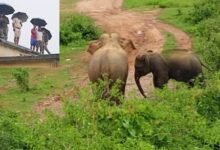 aiin6q6g jashpur elephants 625x300 25 July 25 1