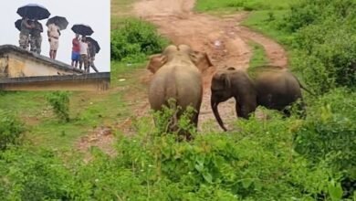 aiin6q6g jashpur elephants 625x300 25 July 25 1