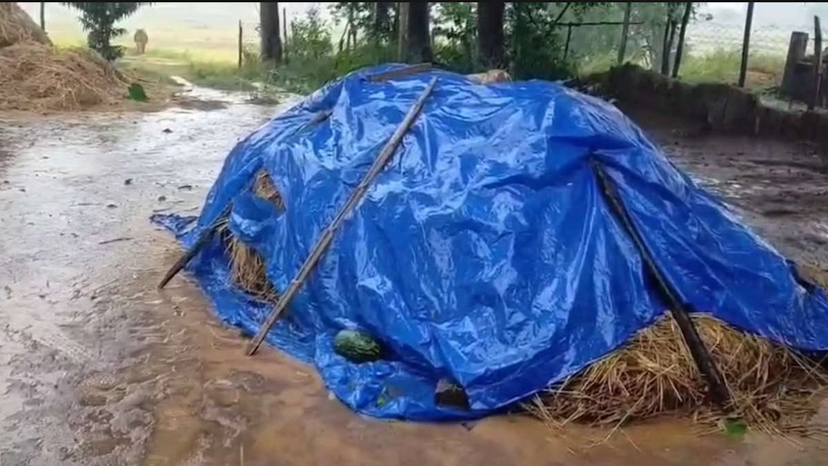 धान कटाई के बीच संकट बना ‘मोंथा’ तूफान: बारिश और तेज हवाओं से फसल बर्बाद होने का खतरा, 8 जिलों में यलो अलर्ट – बस्तर की 2 ट्रेनें रद्द 1 4322