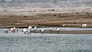 World Migratory Bird Day 1760145671060