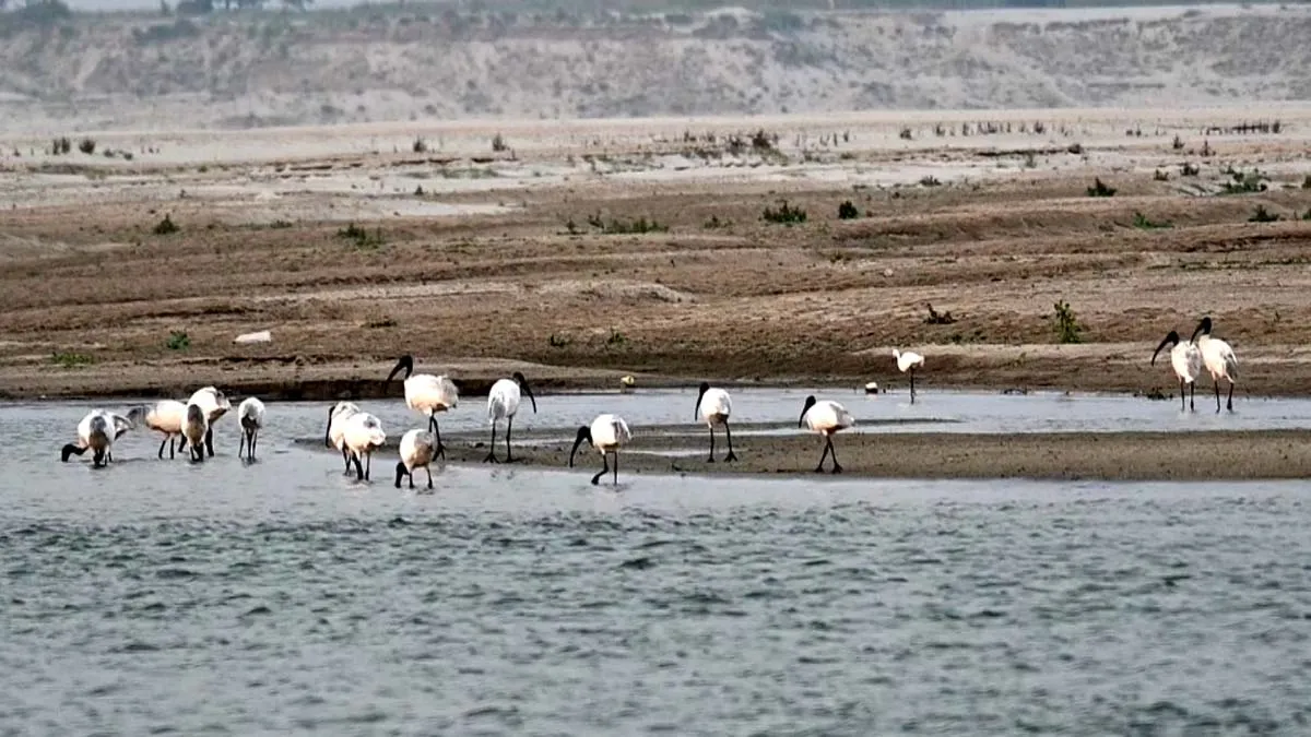 World Migratory Bird Day 2025: भागलपुर का गंगा दियारा बना संकटग्रस्त प्रवासी पक्षियों का स्वर्ग, 75 प्रजातियां दर्ज – विलुप्त मानी जाने वाली प्रजातियां लौटीं फिर से 1 World Migratory Bird Day 1760145671060
