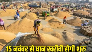 CG Dhan Kharidi News