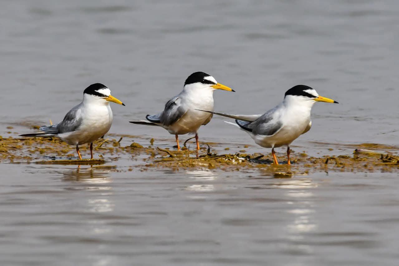 Kopra Reservoir Set for Ramsar Tag as State Govt Sends Proposal for Approval 1 IMG 20251121 WA0013 1