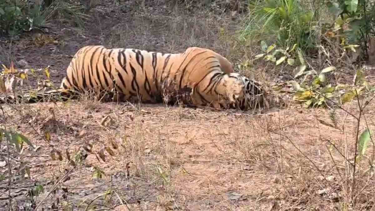 सूरजपुर के जंगल में बाघ की संदिग्ध मौत से हड़कंप, शरीर पर मिले चोट के निशान, जांच में जुटा वन विभाग 1 321531
