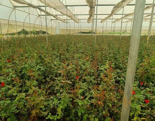 खेतों में अब धान के साथ उग रही है खुशबू, छत्तीसगढ़ में फूलों की खेती से बदल रही किसानों की किस्मत 1 IMG 20251225 WA0001