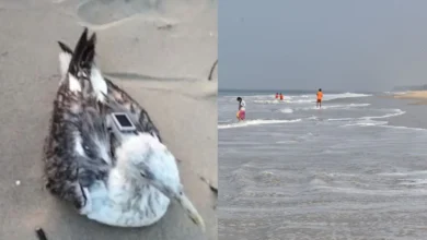 karnatk 1766034220495