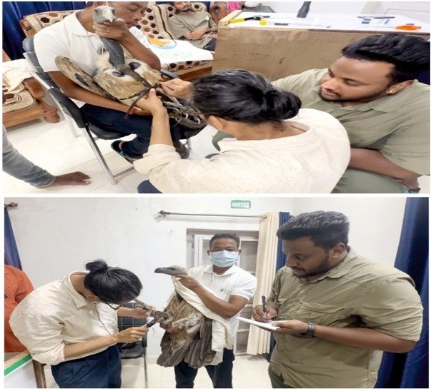 गिद्ध संरक्षण में छत्तीसगढ़ की नई उड़ान : इंद्रावती टाइगर रिजर्व बना देश का मॉडल 2 1003107615