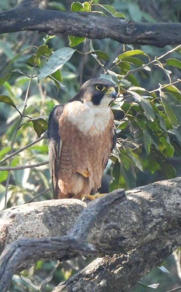 उदंती-सीतानदी में दिखा ‘आसमान का चीता’ : दुनिया का सबसे तेज उड़ने वाला पक्षी पेरेग्रीन फाल्कन फिर नजर आया 3 1003296498