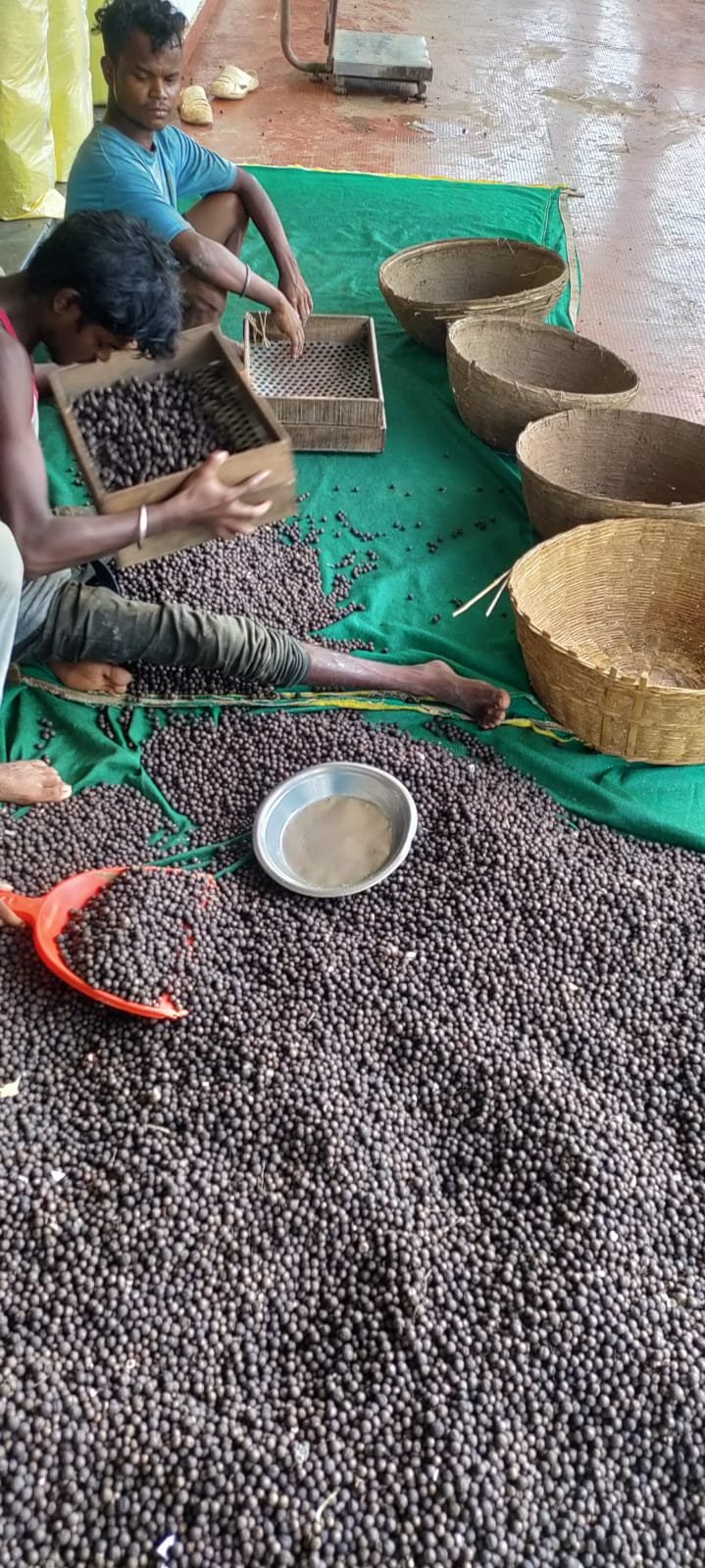 छत्तीसगढ़ में मखाना उत्पादन को बढ़ावा, किसानों के लिए नई नकदी फसल का विकल्प 1 IMG 20260130 WA0058