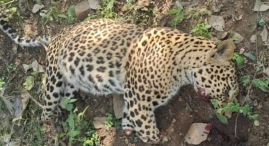 छत्तीसगढ़ में फिर तेंदुए की मौत, वन विभाग पर गंभीर सवाल 1 IMG 20260103 133326