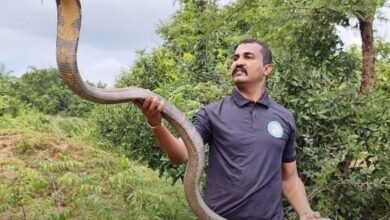 सांप पकड़ने के वीडियो से बना सोशल मीडिया स्टार, निकला गांजा तस्करी का सरगना: महासमुंद पुलिस ने 7.86 करोड़ का नशा पकड़ा, यूट्यूबर समेत 27 गिरफ्तार 3 IMG 20260131 105952
