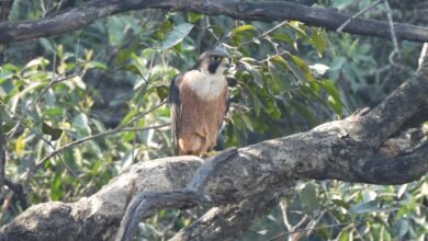 World’s fastest bird Peregrine Falcon spotted in Udanti-Sitanadi Tiger Reserve 5 image editor output image 2006841953 1769850815869