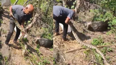 10 02 2026 python found bagatarai 1