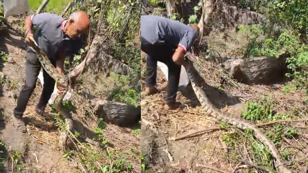 10 02 2026 python found bagatarai 1