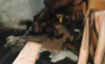 whatsapp image 2026 02 11 at 131210 1 1770798478 1