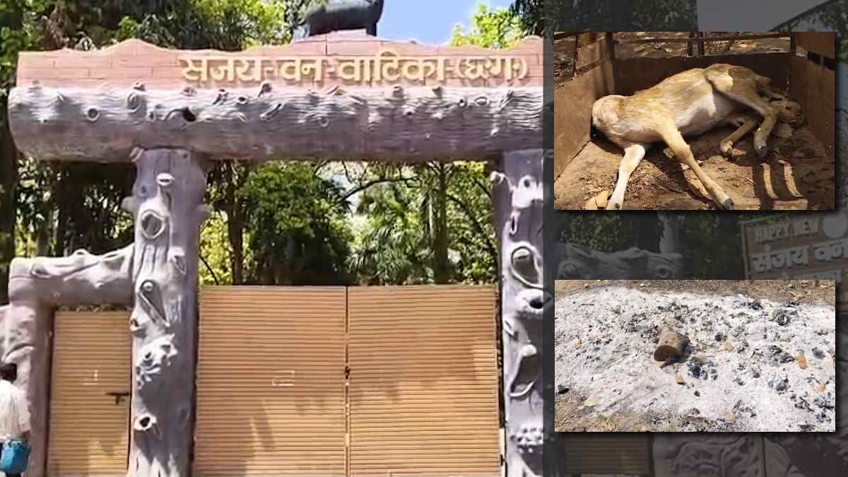 Wildlife activist raises questions over 'illegal' zoos in Chhattisgarh after 15 deer die in Ambikapur 1 29922203202609094036