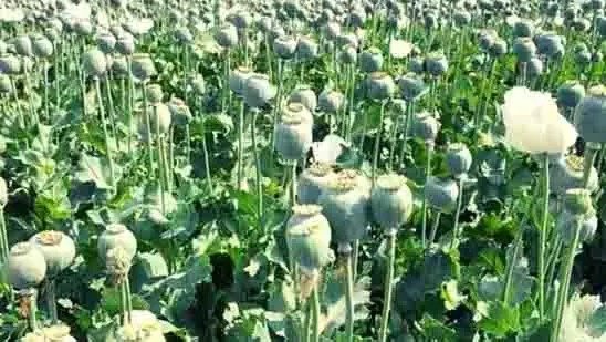 तरबूज-ककड़ी के नाम पर अफीम की खेती: रायगढ़ में दूसरा मामला सामने, पुलिस जांच में जुटी 1 IMG 20260323 WA0020