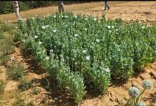 Raigarh police bust second illegal opium farm in two days 8 IMG 20260323 WA0042