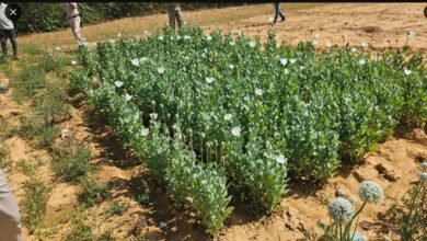 Raigarh police bust second illegal opium farm in two days 5 IMG 20260323 WA0042
