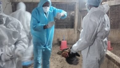 बिलासपुर में बर्ड फ्लू का अलर्ट: प्रशासन ने 22 हजार से अधिक पक्षियों का नष्टीकरण कर फैलाव रोका, 24 घंटे कंट्रोल रूम सक्रिय 6 IMG 20260326 WA0014