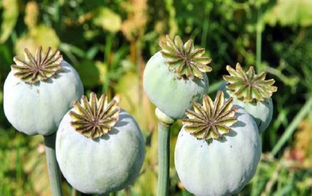 WhatsApp Image 2026 03 11 at 9.14.00 PM