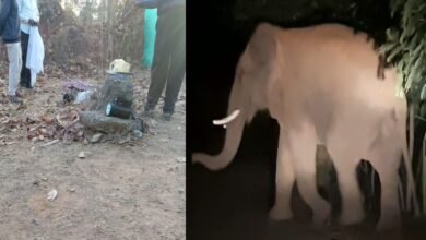 कोरबा में हाथी का हमला: उपार्जन केंद्र में घुसकर मंडी प्रभारी को कुचला; झोपड़ी में सो रहे थे पति-पत्नी, महिला भागकर बची 3 elephant attack