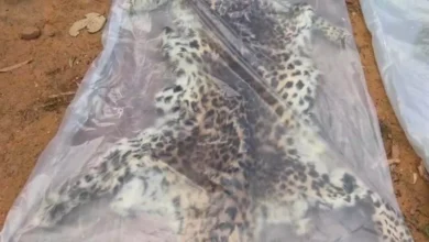 छत्तीसगढ़ में वन्यजीव तस्करी पर शिकंजा: बलरामपुर से 9 आरोपी पकड़े, तेंदुए की खाल बरामद 3 5333244 untitled 16 copy