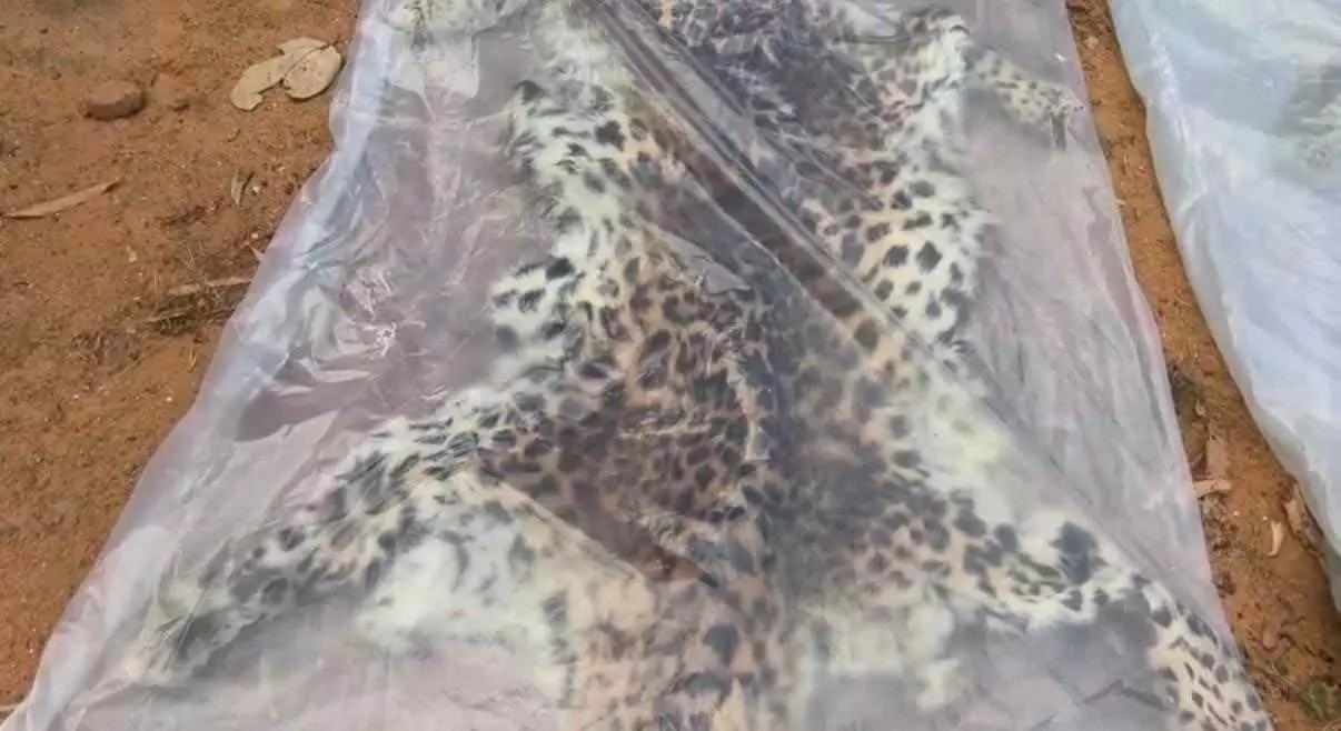 छत्तीसगढ़ में वन्यजीव तस्करी पर शिकंजा: बलरामपुर से 9 आरोपी पकड़े, तेंदुए की खाल बरामद 1 5333244 untitled 16 copy