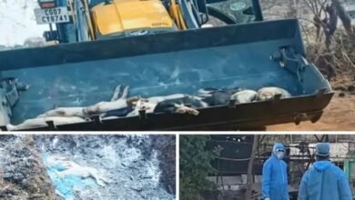 भिलाई में खतरनाक वायरस का कहर: 300 से ज्यादा सूअरों की मौत, करोड़ों का नुकसान, प्रशासन अलर्ट 3 IMG 20260407 WA0019