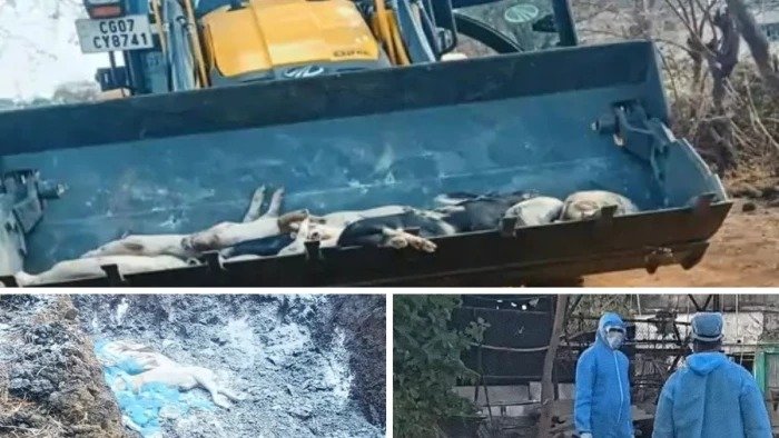 भिलाई में खतरनाक वायरस का कहर: 300 से ज्यादा सूअरों की मौत, करोड़ों का नुकसान, प्रशासन अलर्ट 1 IMG 20260407 WA0019