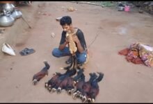 One Held for Poaching Giant Squirrels in Dantewada; Sloth Bear Skin Seized 11 IMG 20260408 WA0033