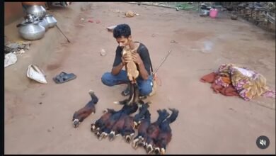One Held for Poaching Giant Squirrels in Dantewada; Sloth Bear Skin Seized 8 IMG 20260408 WA0033