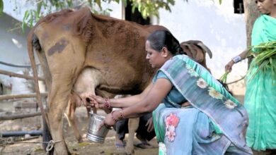 आत्मनिर्भरता की मिसाल: बालोद का औराटोला बना पहला ‘लखपति दीदी ग्राम’, 65 परिवारों ने पार की लाख की आय 5 IMG 20260409 WA0006